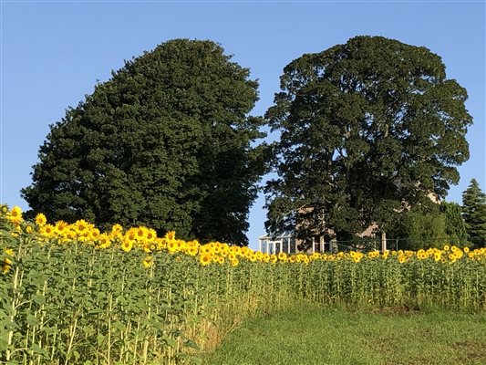 Field of Sunflowers